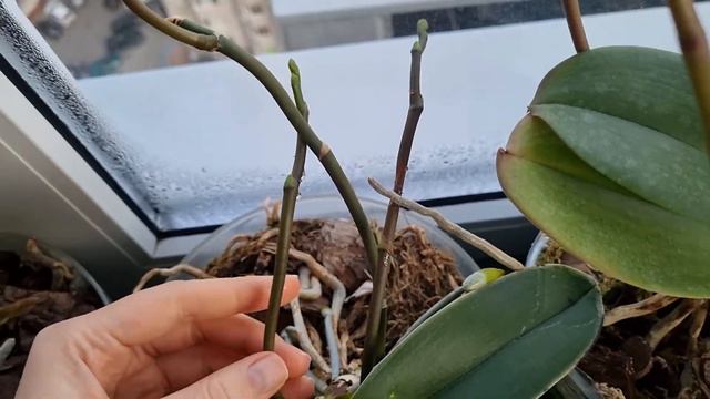 Орхидеи-ПАРАЗИТЫ!!! смотреть онлайн