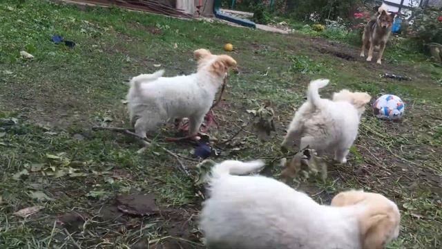 Банда смотреть онлайн