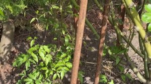 ВАЖНО СДЕЛАТЬ  ЭТО СЕЙЧАС. КЛЕМАТИСЫ в БУТОНАХ. ПОДГОТОВКА К ЦВЕТЕНИЮ. ПОДКОРМКА.  ПОДВЯЗКА.  ОБЗОР