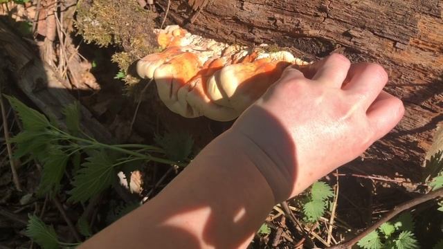 Серно-желтый трутовик. Рецепт смотреть онлайн