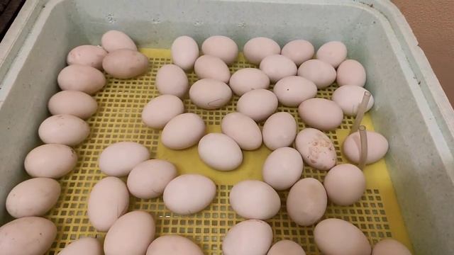 МУСКУСНЫЕ УТКИ ТЯЖЕЛОЙ ЛИНИИ НЕМЕЦКОЙ СЕЛЕКЦИИ ВЫВОД УТЯТ. ИНКУБАЦИЯ ЯИЦ МУСКУСНЫХ УТОК В ИНКУБАТОР смотреть онлайн