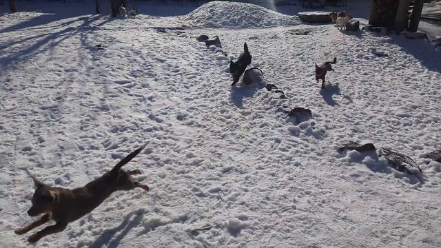 Добрый день из питомника Чихуахуа Кастропуло Крым Симферополь наши кобели, вязки,роды, продажа смотреть онлайн