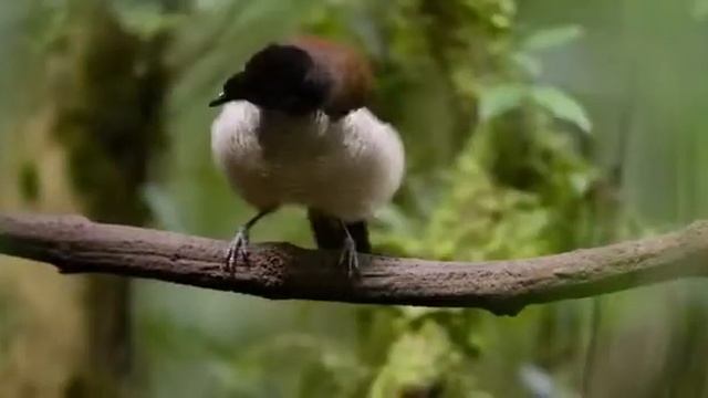 потрясный танец самца смотреть онлайн