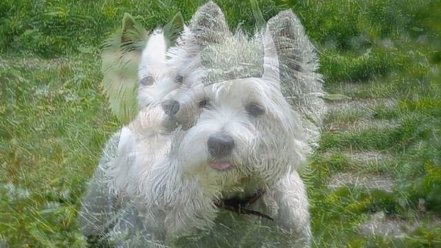 Собака Вест хайленд уайт терьер плюсы и минусы породы. Собаководство Порода Вест хайленд уайт терье смотреть онлайн
