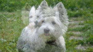 Собака Вест хайленд уайт терьер плюсы и минусы породы. Собаководство Порода Вест хайленд уайт терье