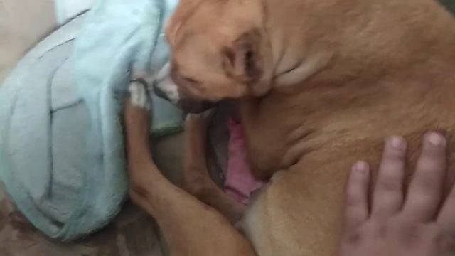 Роды у американского питбультерьера ZARRA часть 2 смотреть онлайн