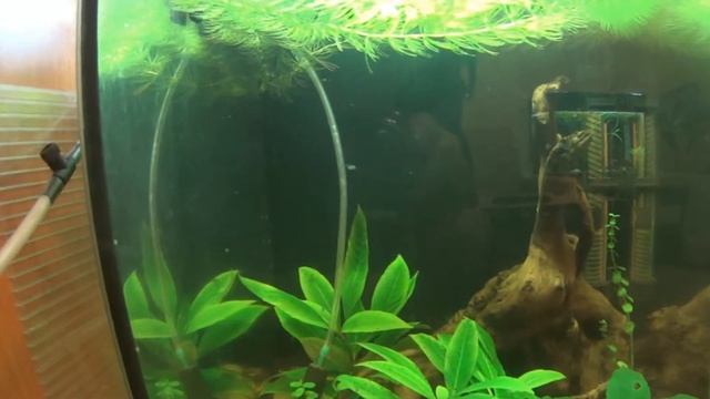 Мальки мраморных гурами месячного возраста смотреть онлайн