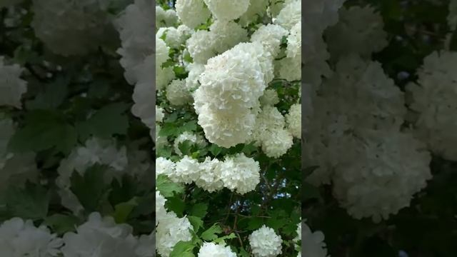 Цветение Бульдонеж! Волшебная красота!
Очень красивая песня!!!! смотреть онлайн