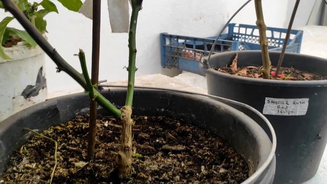 Подкормка огурца в ведре и ее сногсшибательный эффект через день ! смотреть онлайн