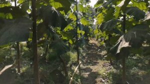 Быстрорастущие деревья Павловния как бизнес идея