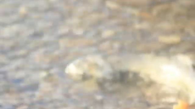 Oncorhynchus Keta 2 смотреть онлайн