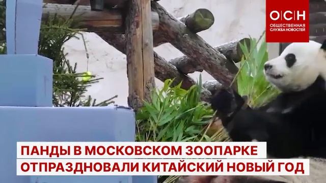 Панды в Московском зоопарке отпраздновали китайский Новый год смотреть онлайн