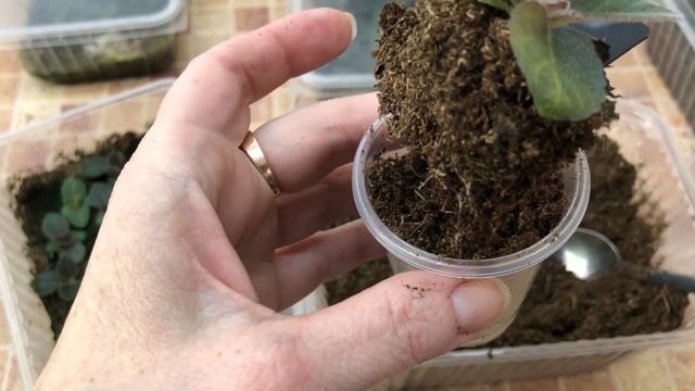 Летний посев семян. Ещё раз об основных условиях выращивания + пересадка в рюмочки смотреть онлайн