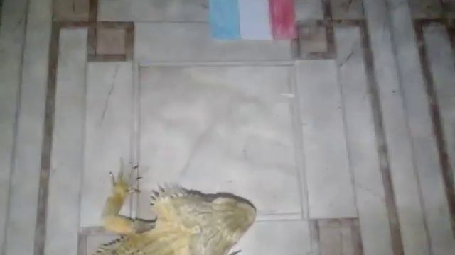 Кто победит в матче Бельгия-Франция? Предсказание от Агамы смотреть онлайн