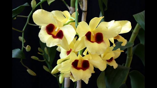 ORQUIDEAS los más lindos colores del mundo con Ana Gerardo Dj kikito смотреть онлайн