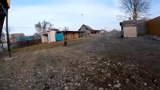 Питбуль Араб монстр !!! Колобок, БОнита и Араб чуть не устроили массовую драку. смотреть онлайн