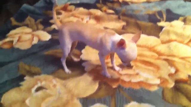 Чихуахуа жжет!!! смотреть онлайн