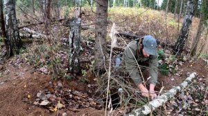 ОХОТА НА Барсука Осень 2022.