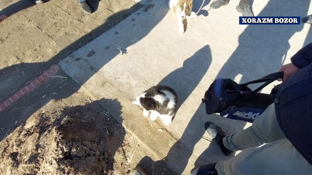 ХОРАЗМ УРГАНЧ ИТ БОЗОРИ ПИТБУЛЬ АЛАБАЙ ТАЛАБЛАРГА БИНОАН ХОРАЗМ БОЗОР. смотреть онлайн
