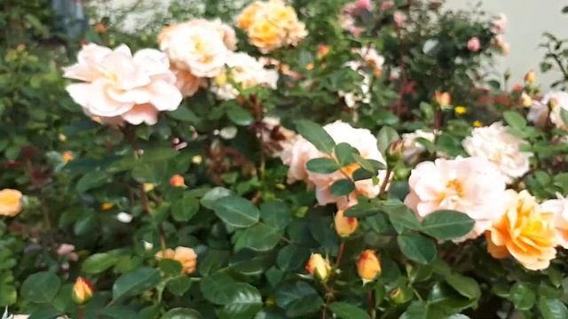 РОЗА ШЁНЕ ФОМ ЗЕЕ??? РАДУЕТ НЕПРЕРЫВНЫМ ЦВЕТЕНИЕМ ?.. смотреть онлайн