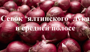 Ялтинский лук(севок). Эксперимент. Какой вырос севок ялтинского лука.