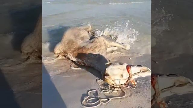 Верблюд Али-баба купается после работы. смотреть онлайн