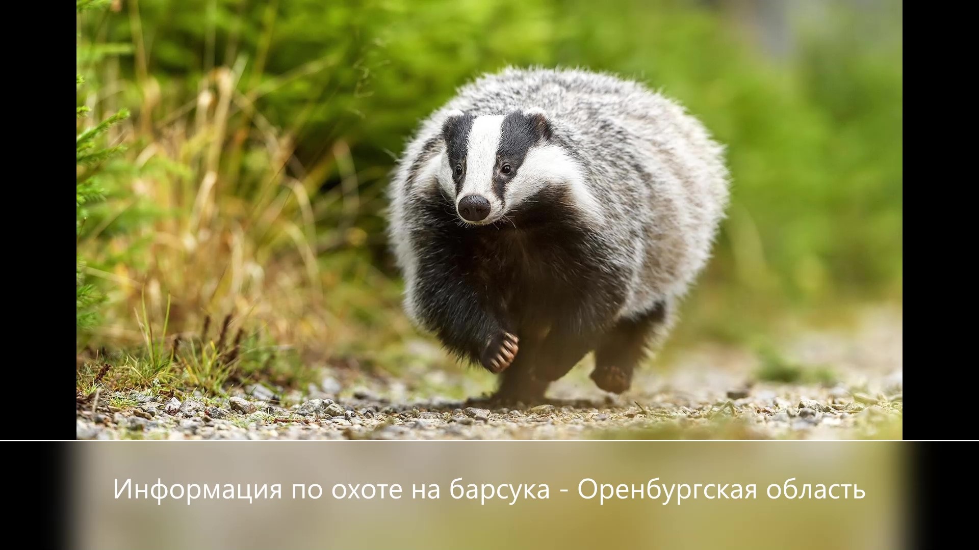 Информация по охоте на барсука - Оренбургская область 02.08.mp4 смотреть онлайн