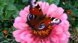 КАК СОБРАТЬ СЕМЕНА ЦИННИИ