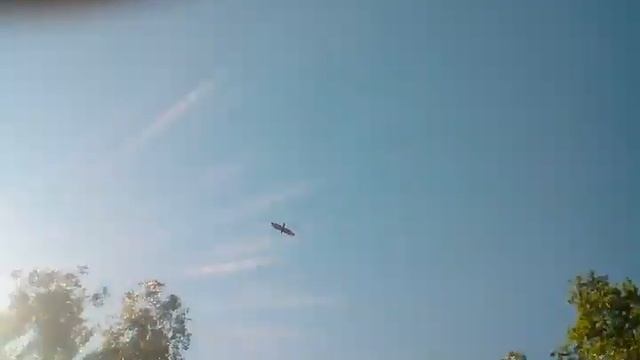 Хищные птицы Тульской области смотреть онлайн
