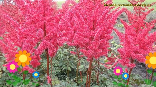 Астильба гибридная Майти Ред Куин. Краткий обзор, описание astilbe hybrida Mighty Red Quin смотреть онлайн
