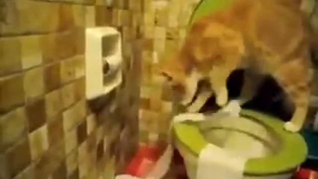 5 минут музыка+ смешное видео с котом!!:)) смотреть онлайн