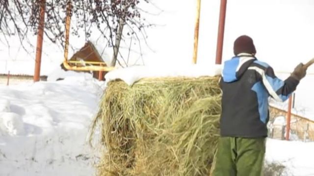 Коза №1, потому что СПЛОШНЫЕ ПЛЮСЫ! Сравнение продуктивности, затрат и др. смотреть онлайн