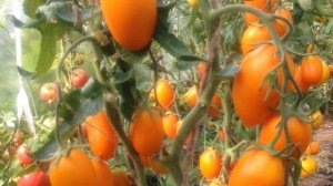 Томат Русские колокола.