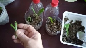 Продолжаю размножать Лилии черенками, обзор прошлого черенкования.