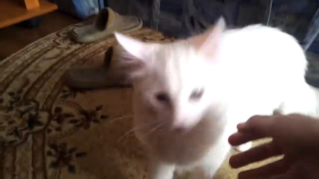 Кошка приносит мячик как собачка смотреть онлайн