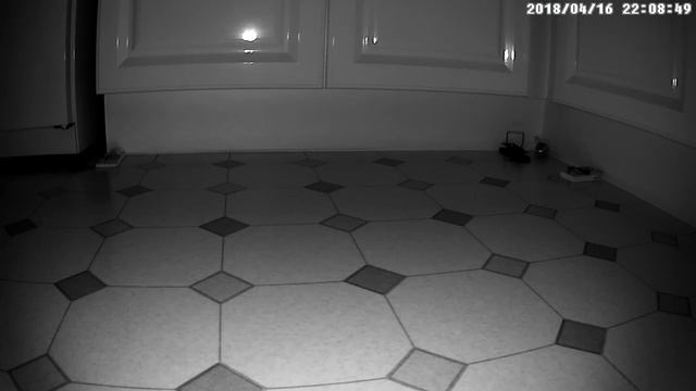 Trying to catch a mouse in the kitchen смотреть онлайн
