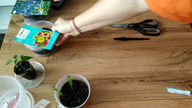 Посевы начала марта? томаты и многолетние цветы смотреть онлайн