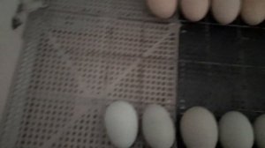 Вывод цыплят в инкубаторе Несушка на 104 яйца