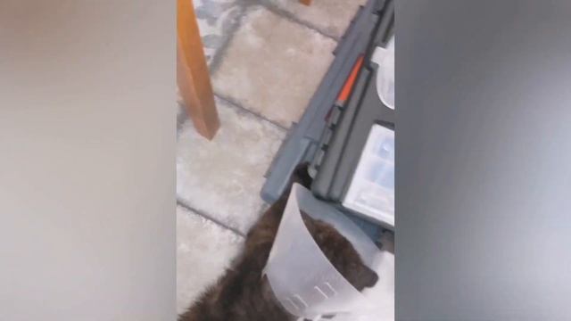 Спасение бездомного кота. Преображение за 6 недель смотреть онлайн