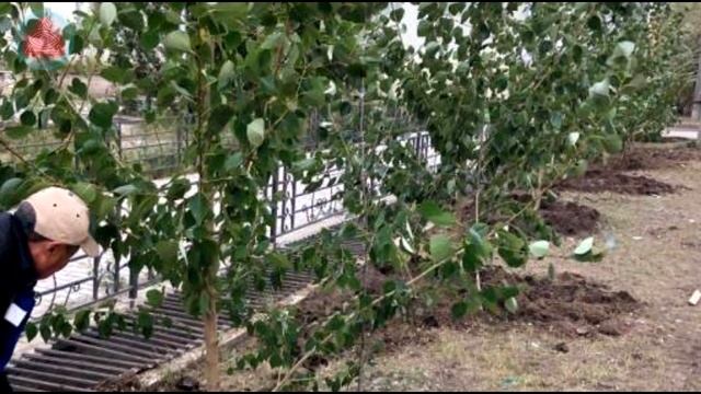 Почему в СССР Массово Сажали Тополя? смотреть онлайн