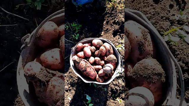 Копка картошки 2016 г смотреть онлайн