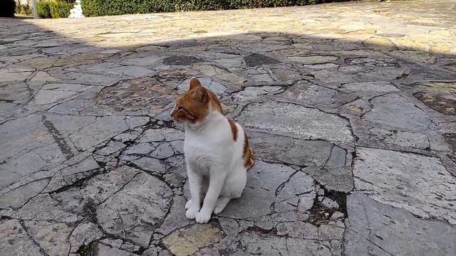 Стамбульские коты. 5 разных турецкий милых котиков. смотреть онлайн