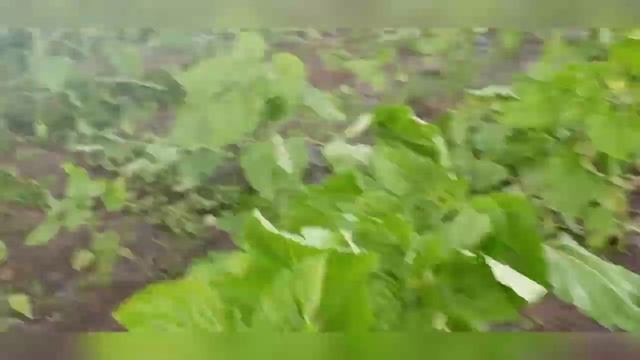 Самолёт Кукурузник Охраняет Поля смотреть онлайн