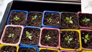 ПЕРВАЯ ПОДКОРМКА ЭУСТОМЫ ПОСЛЕ ПИКИРОВАНИЯ.