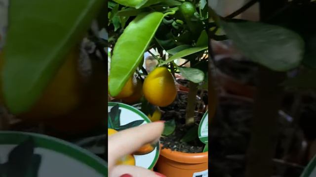 Новая поставка 21.06 смотреть онлайн