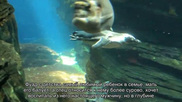 Значение имени Фуад. Толкование, судьба, характер смотреть онлайн