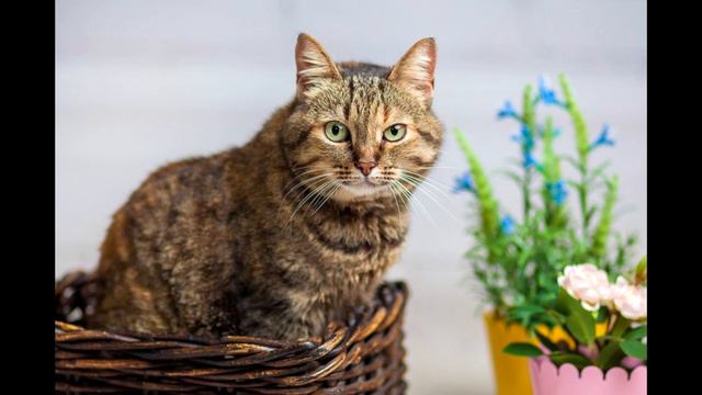 Комаров Андрей - Верный мой друг смотреть онлайн