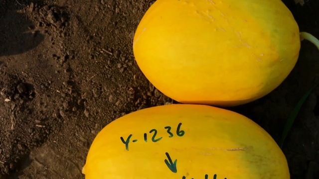 ДЫНЯ КАНАРСКАЯ (Y1236 F1) КРУПНАЯ — УСТОЙЧИВАЯ К ЗАБОЛЕВАНИЯМ. смотреть онлайн