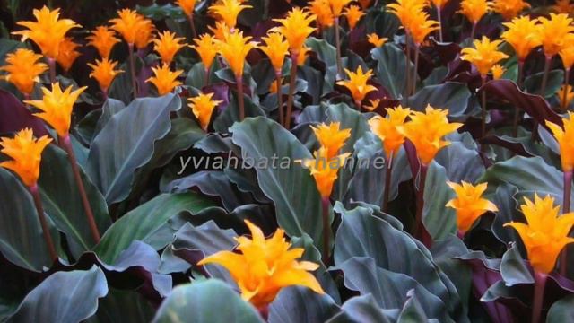 CALATHEA Blooming, Calathea Ornata pinstripe/ prayer plants смотреть онлайн