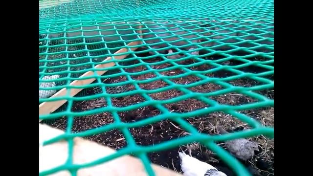 пристройка к теплице для кур и цыплят. смотреть онлайн
